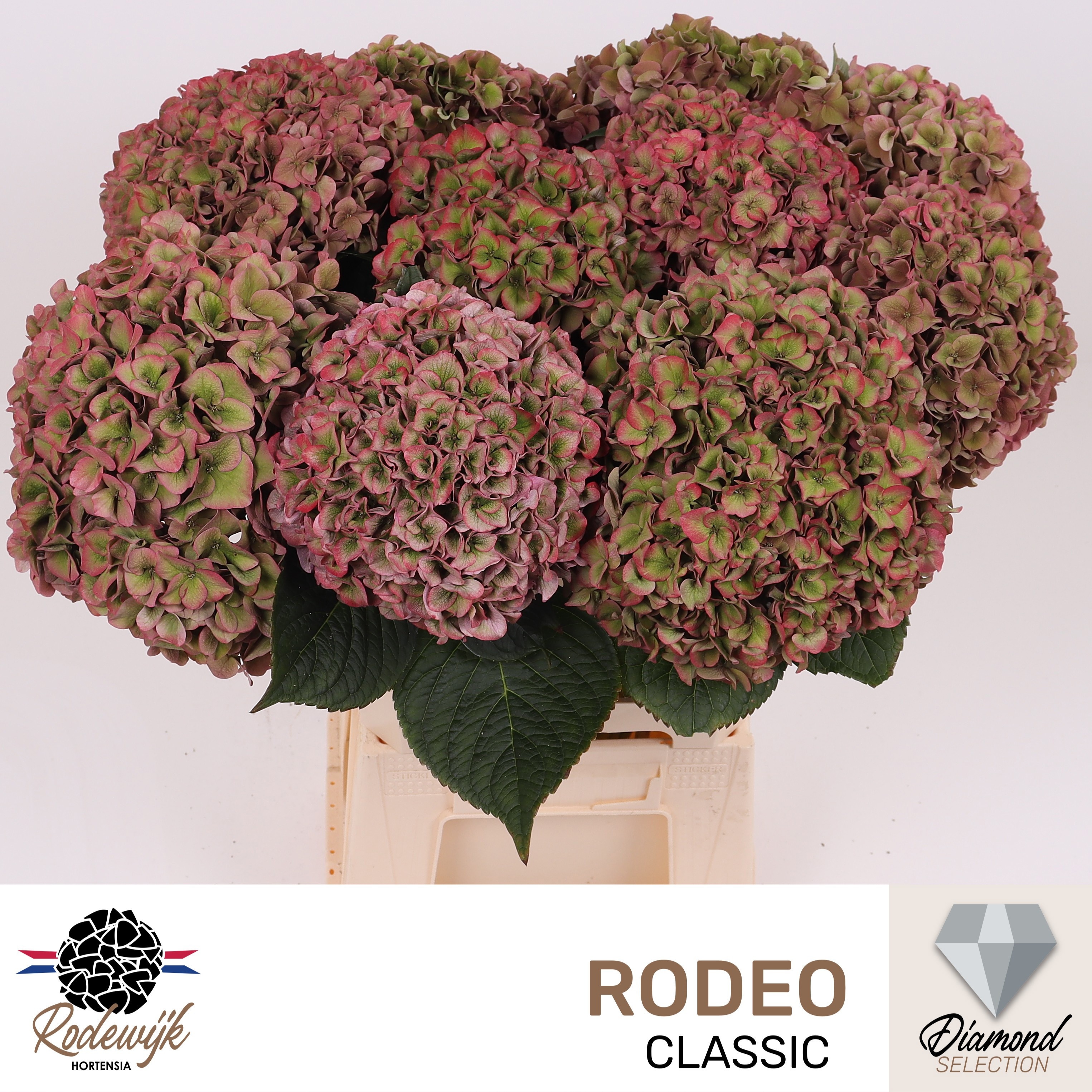 Hydrangea Rodeo Classic Pink 60cm 20Ø