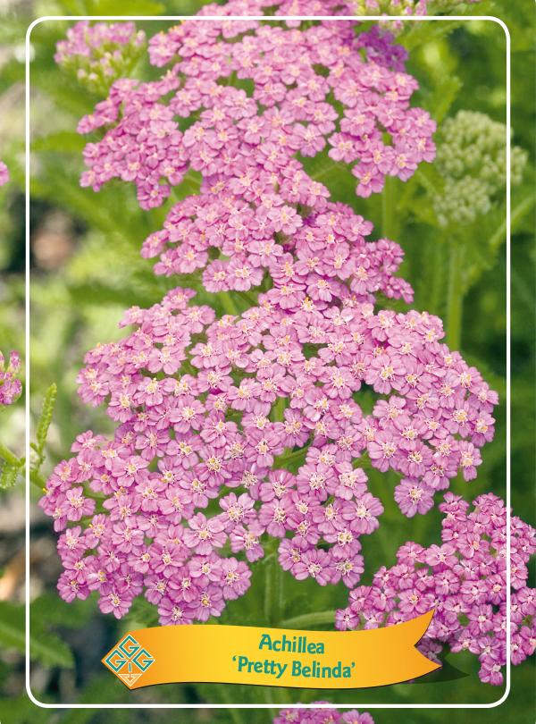 Picture of Achillea mix 6x10 srt. per shelve P11