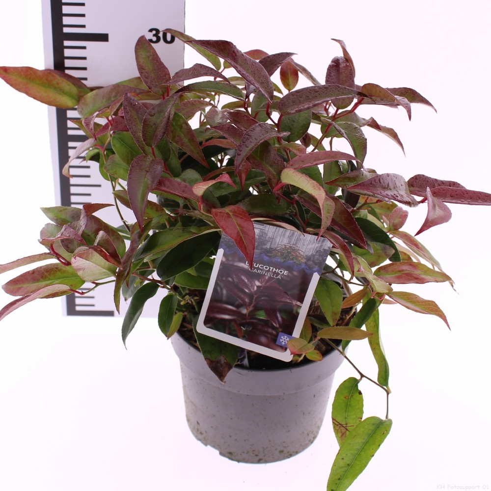 Picture of Leucothoe Carinella P17 (2 Ltr)