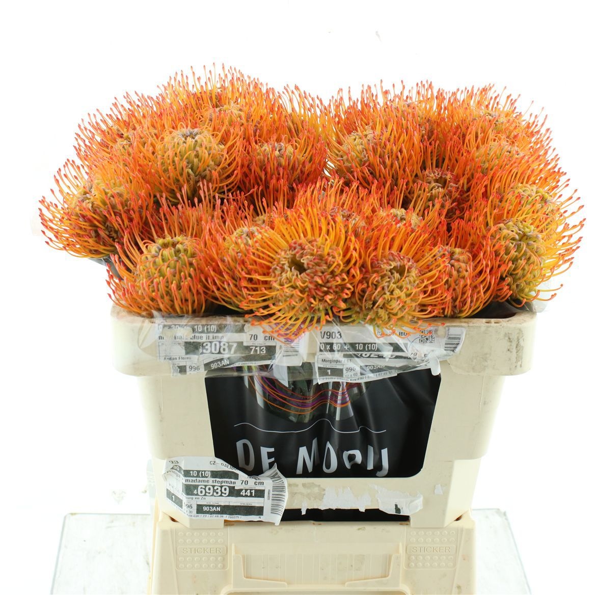 Leucospermum Ayoba Sun 50cm