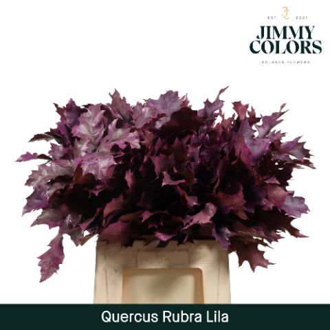 Quercus Rubra L60 Lila