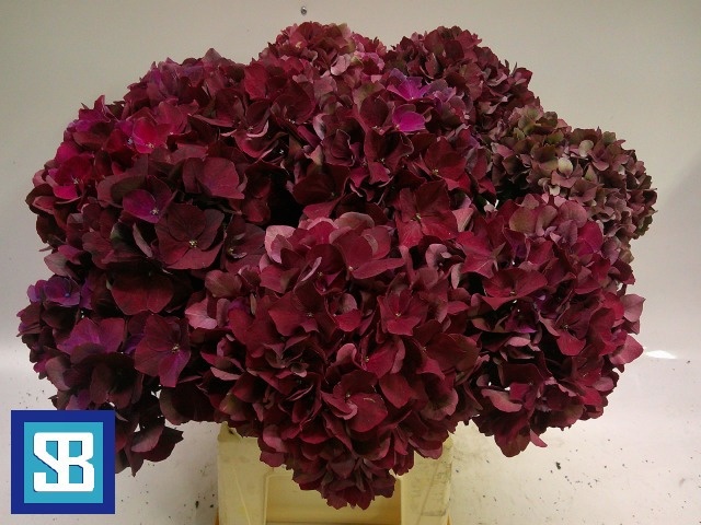 Hydrangea Mag Pink Ruby 60cm 19Ø