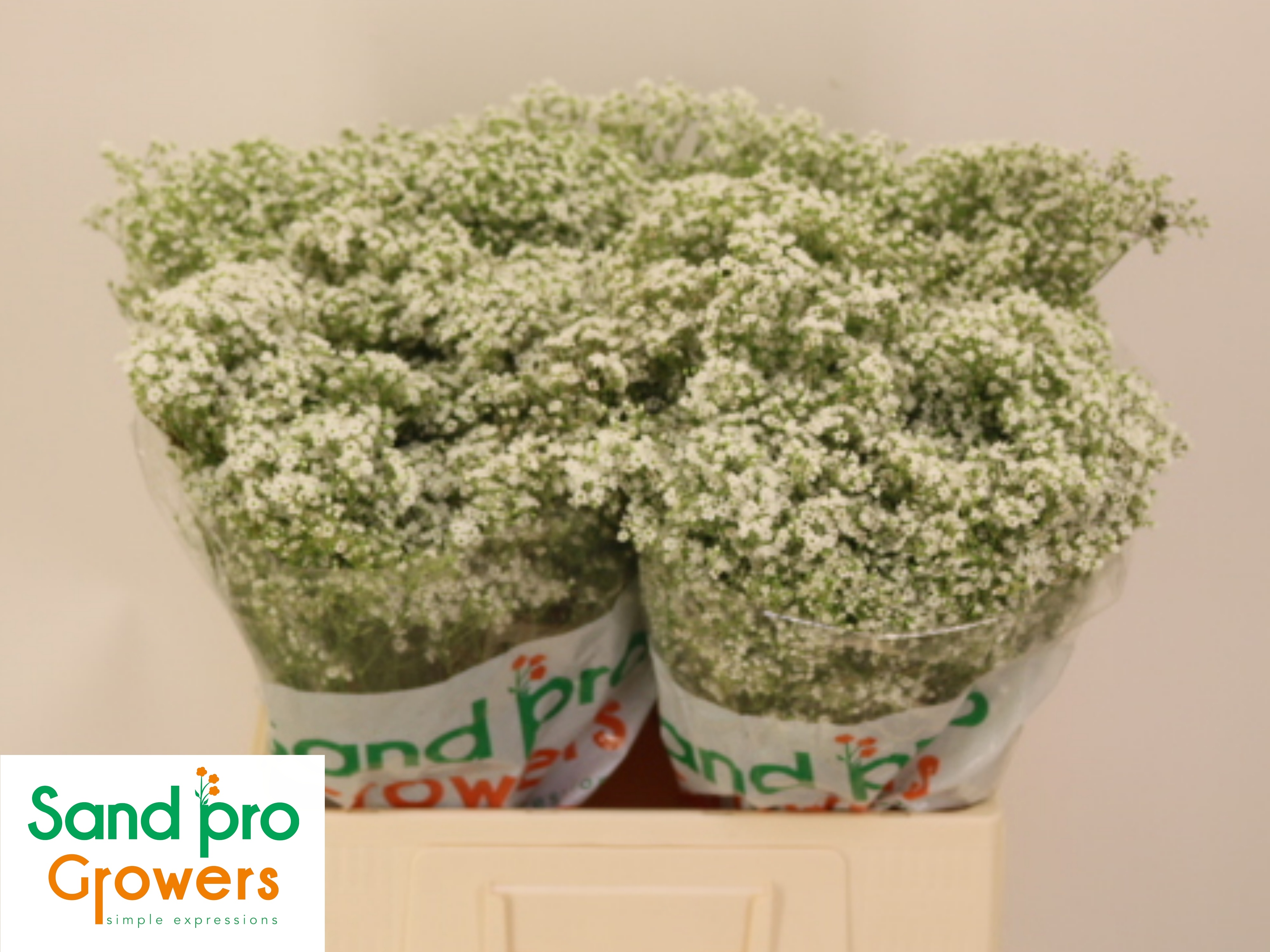 Gypsophila Pearl Petite 60cm 13gram