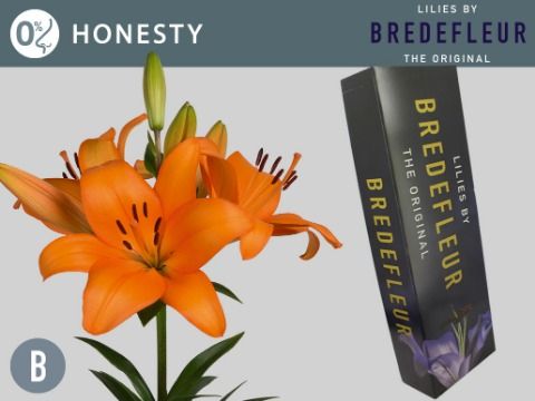 Li La Honesty