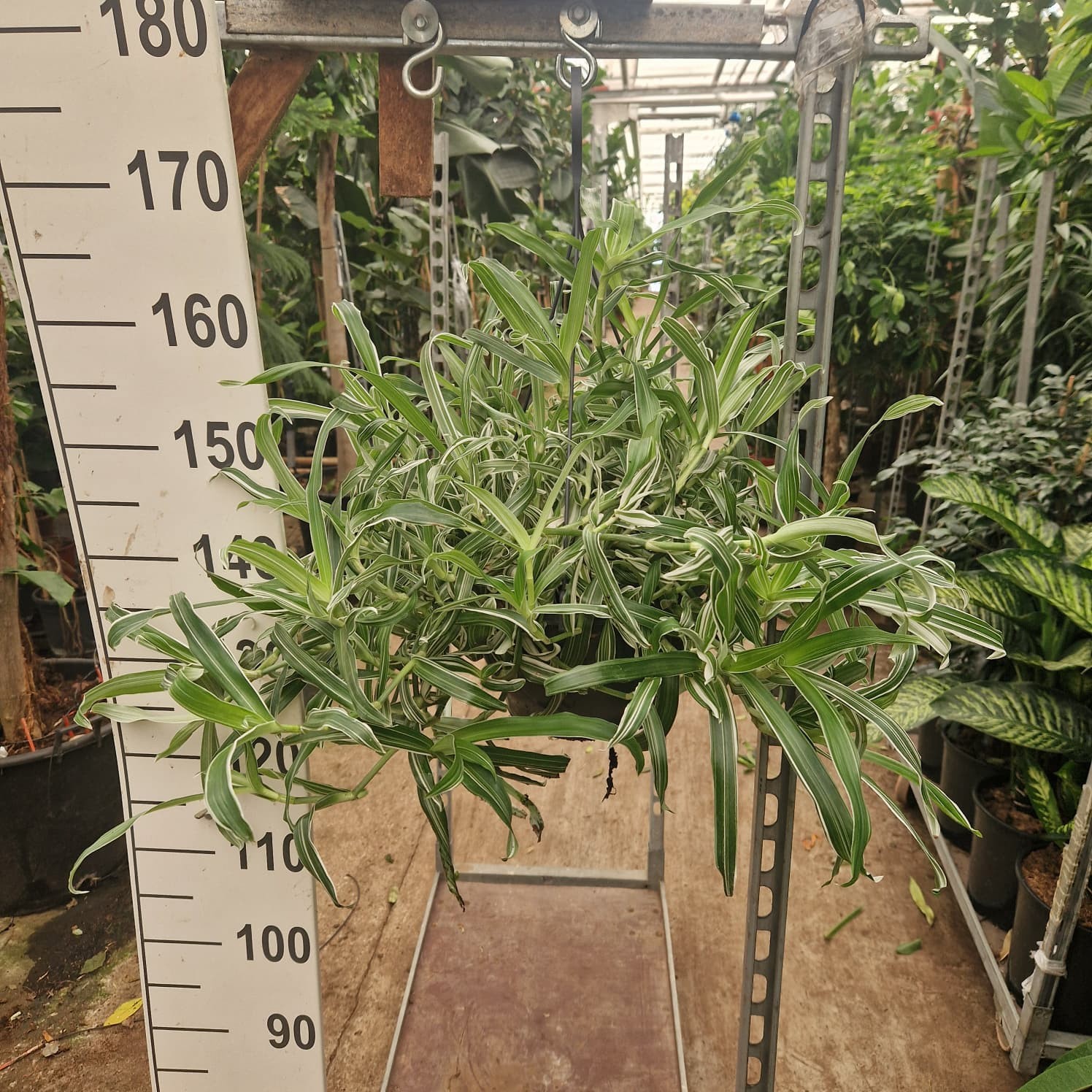Murdannia Loriformis Alba Aquilone Hangplant