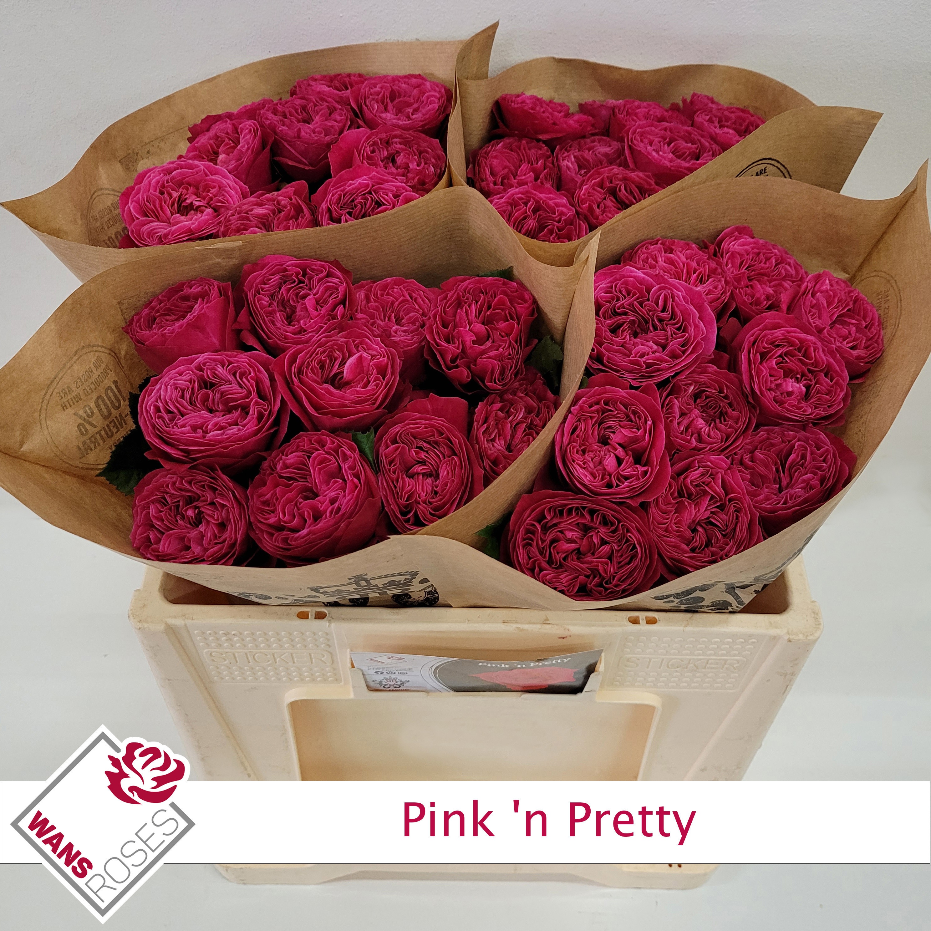Rosa Garden Pink N Pretty 50cm