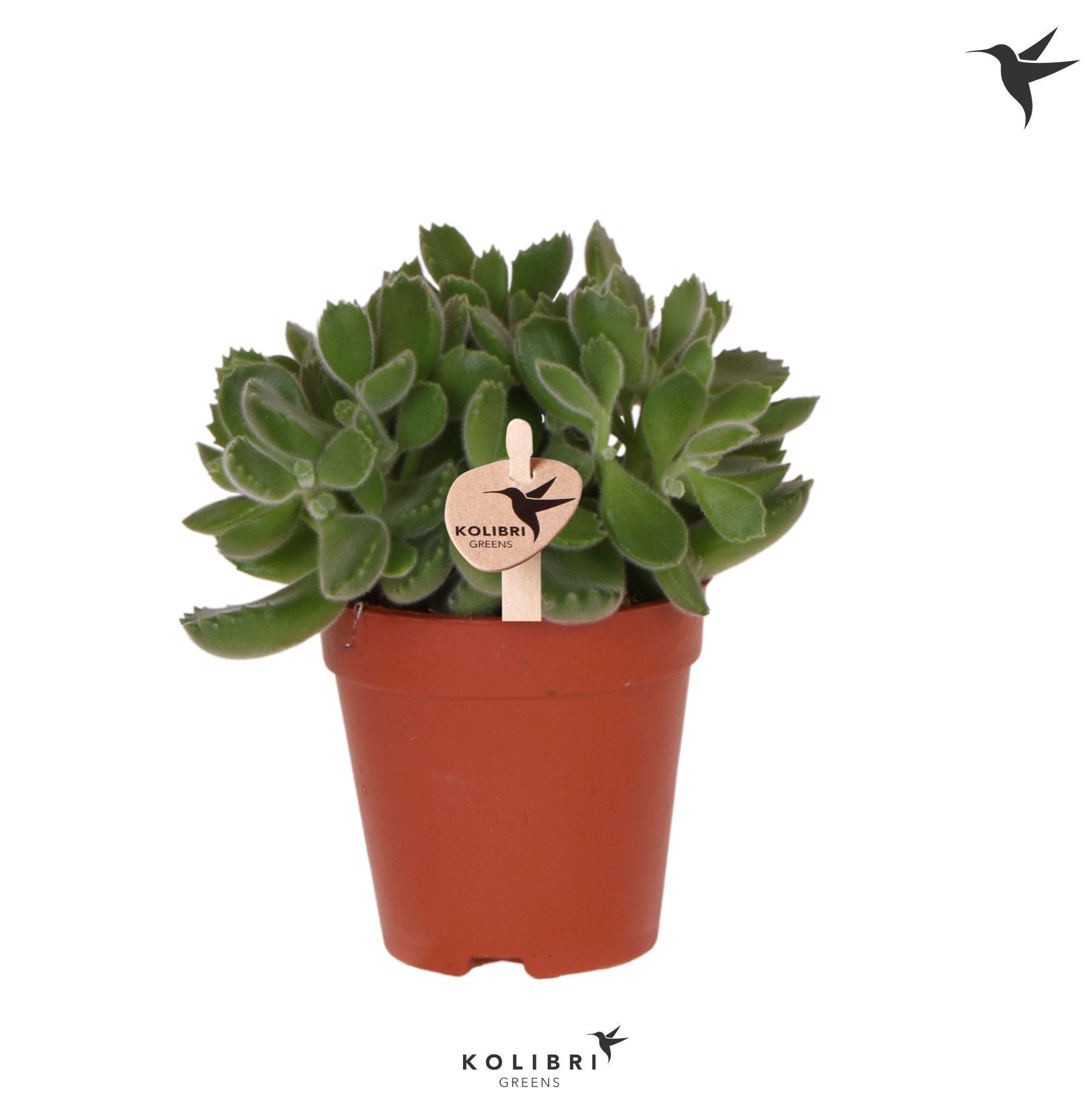 Cotyledon Kolibri Greens Succulenten Cotyledon Green Footprint