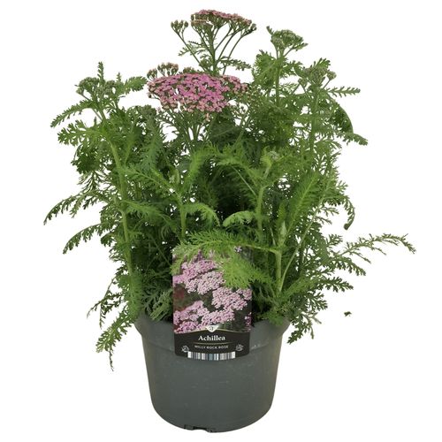 Achillea millef. Milly Rock Rose p17 Florizon