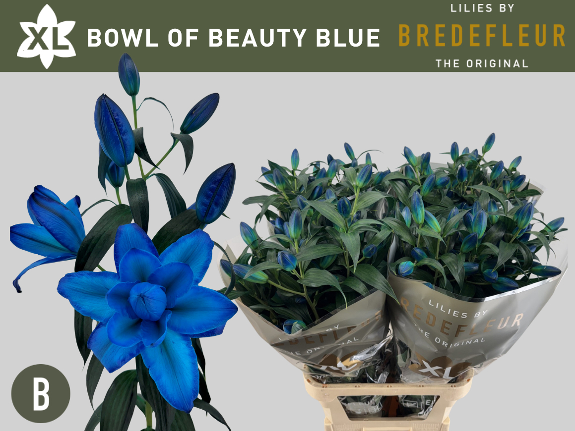 Li Or Du Bo Of Beaut Klb H% Blue