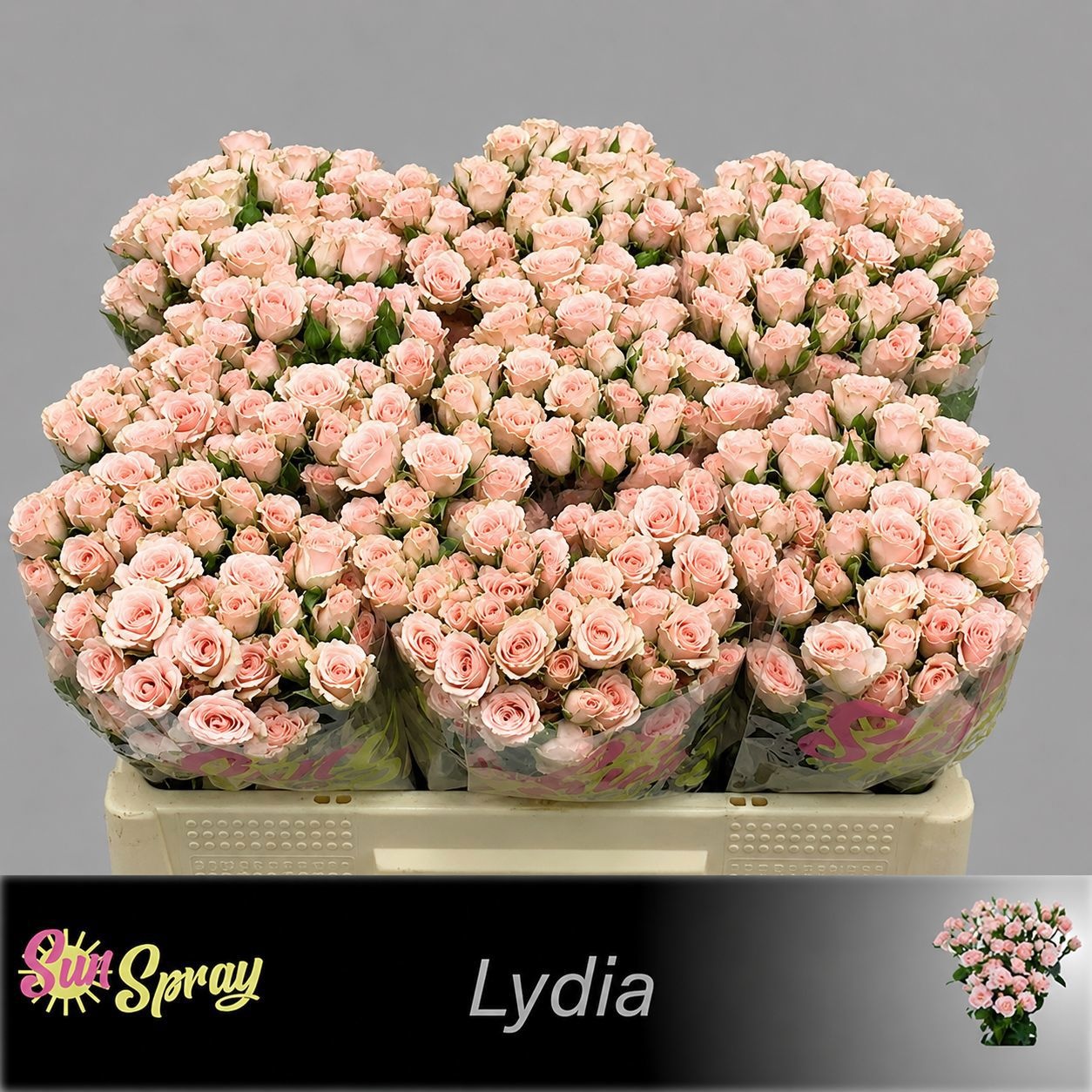 Rosa Spr Lydia 50cm
