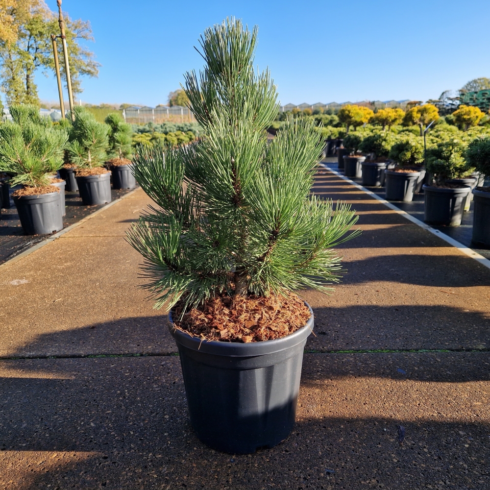 Picture of Pinus leucodermis Malinki C11 40/+