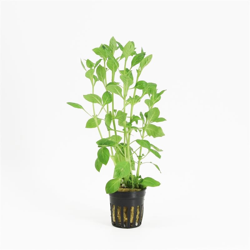 Ludwigia palustris groen