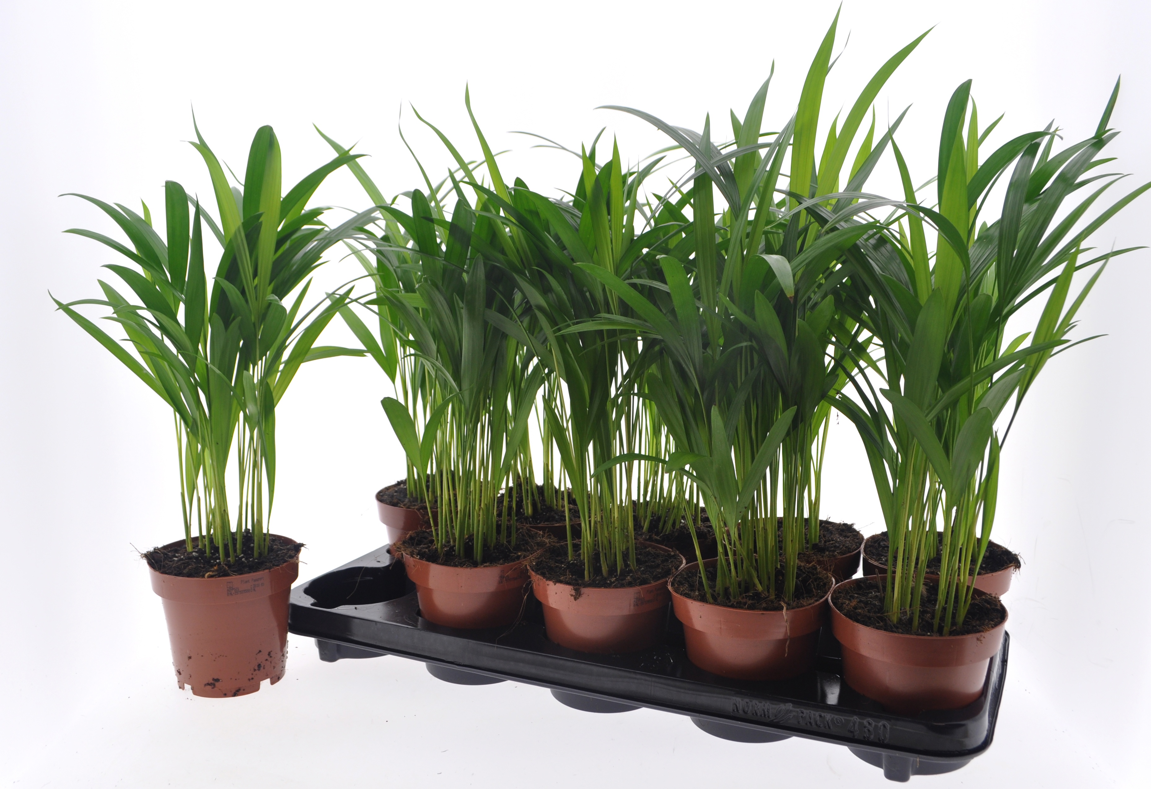 Dypsis Lutescens 12P 40H 15stek