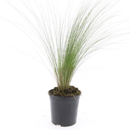 Picture of Stipa tenuissima Ponytails P14