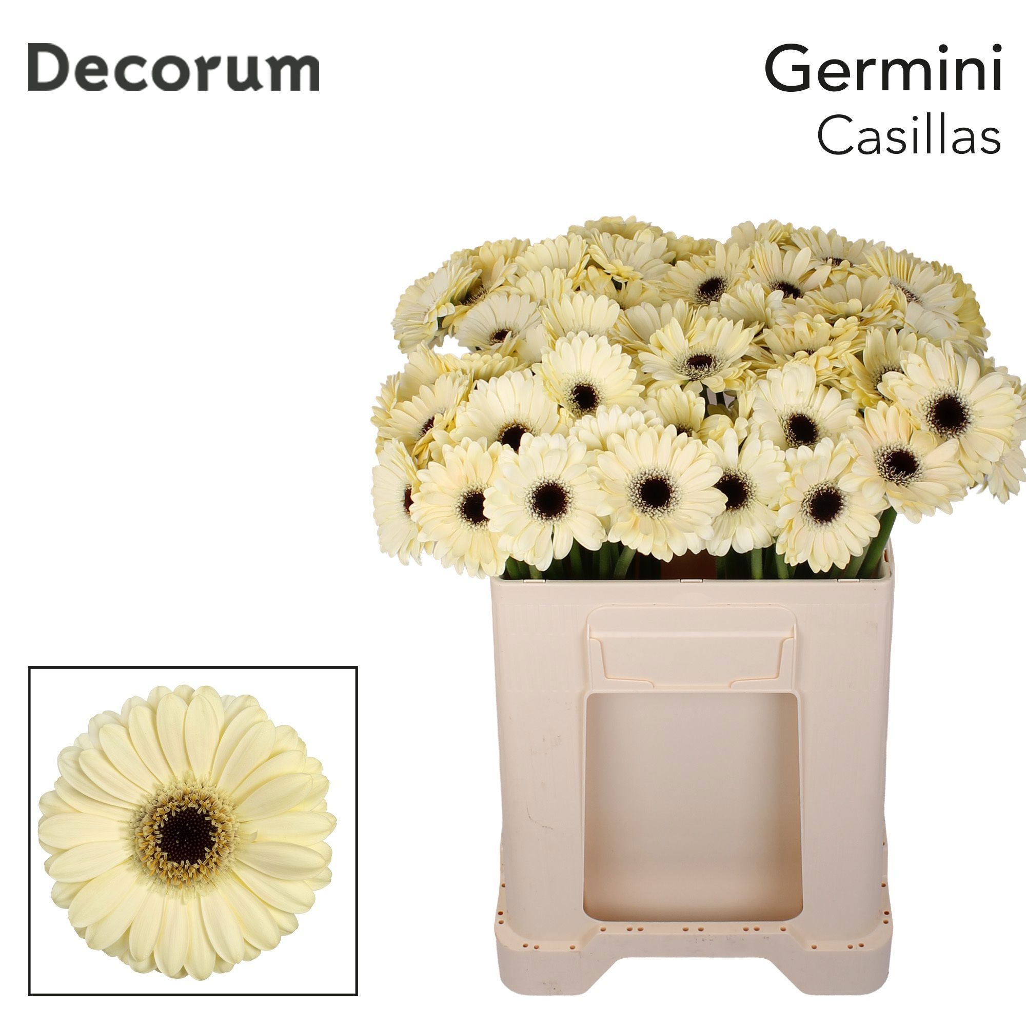 Ge Mi Casillas+ 50L.cm 23bloei