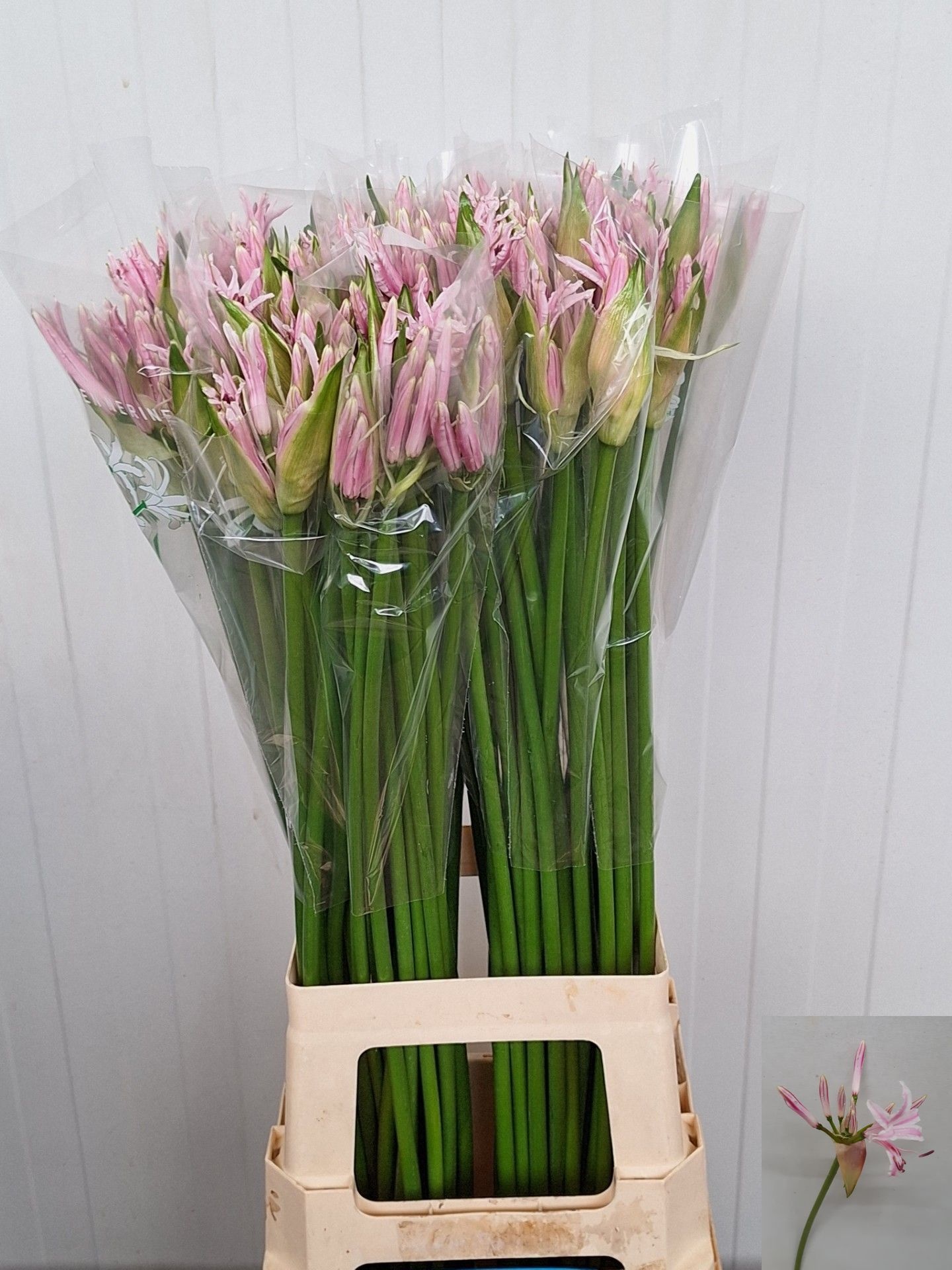 Ne Bo Berenice 80cm