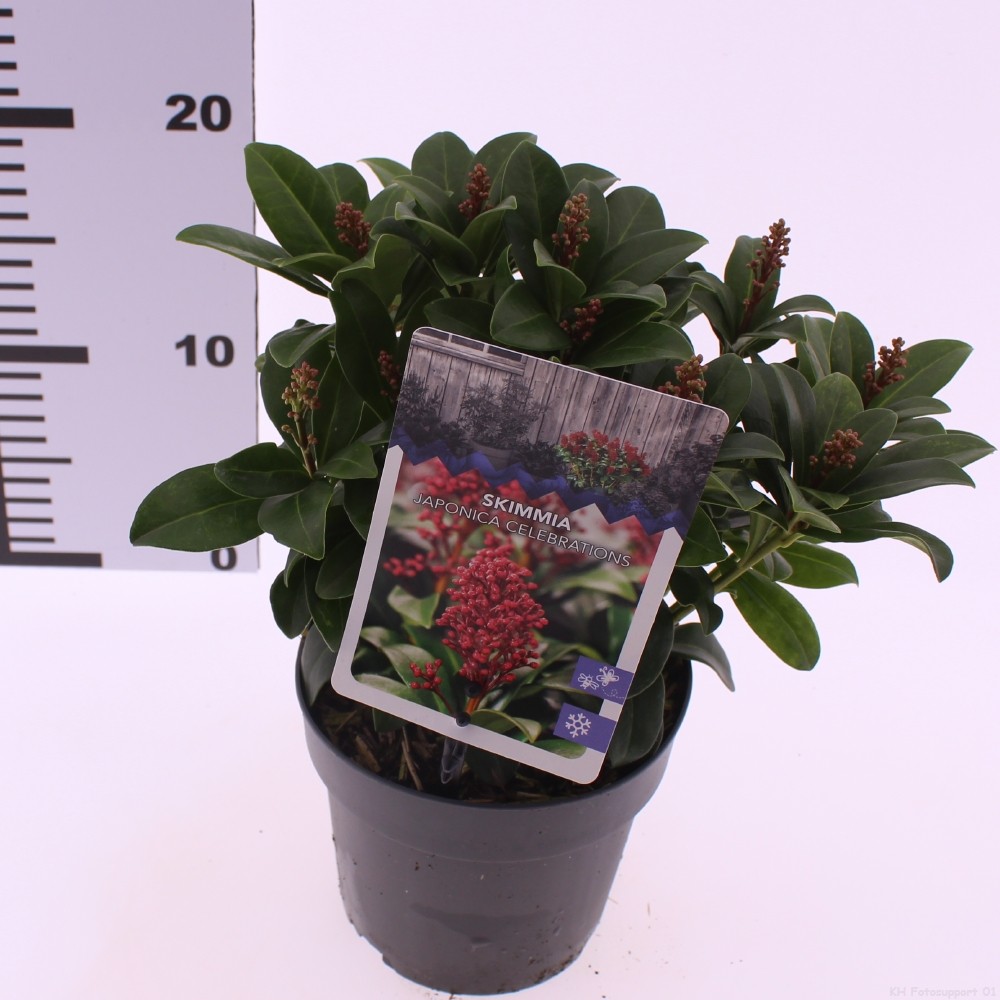 Picture of Skimmia japonica 'Celebrations'