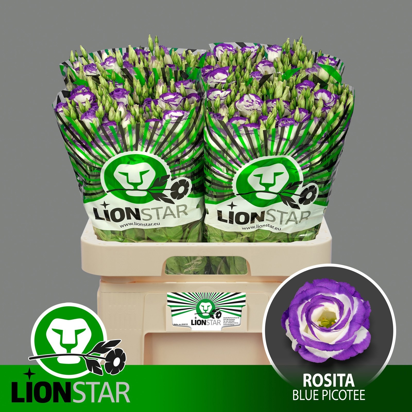 Eustoma rus. gevuldbloemig 'Rosita Blue Picotee' EUS G ROSI BLUE PICO ...