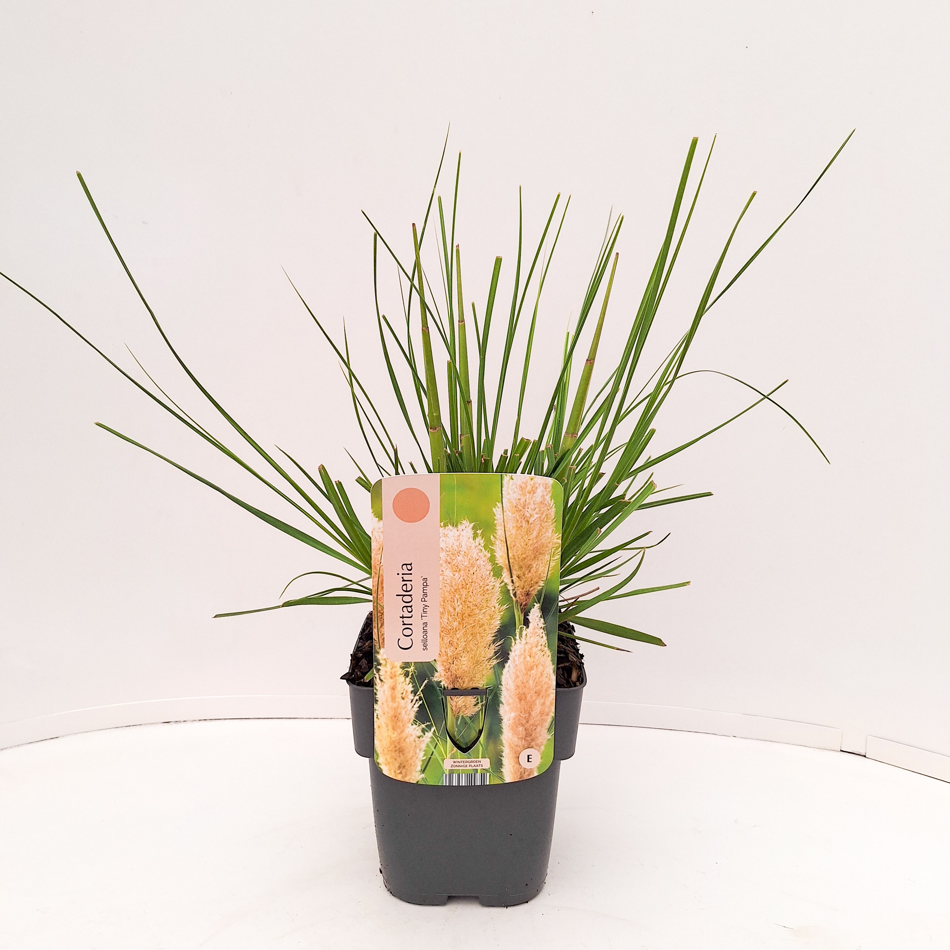 Cortaderia selloana Tiny Pampa ('Day1')
