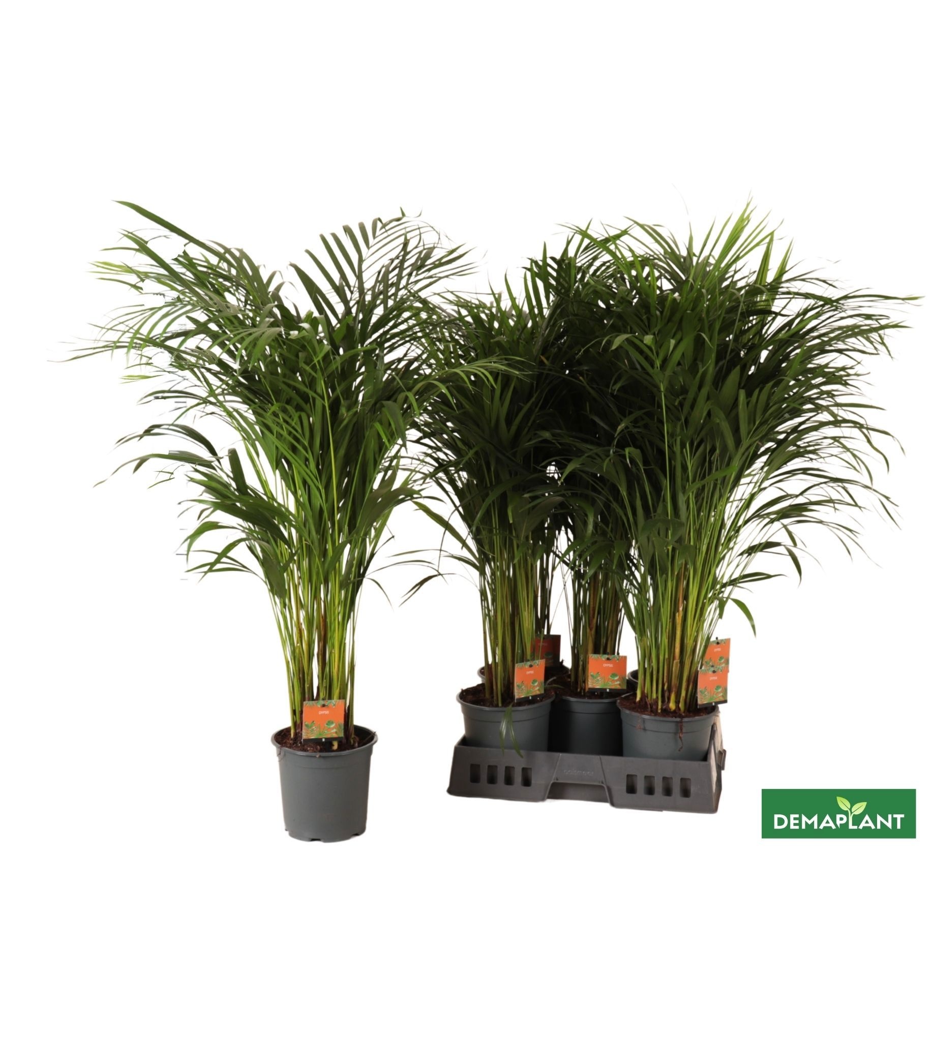 Chrysalidocarpus Lut 19Ø 100cm