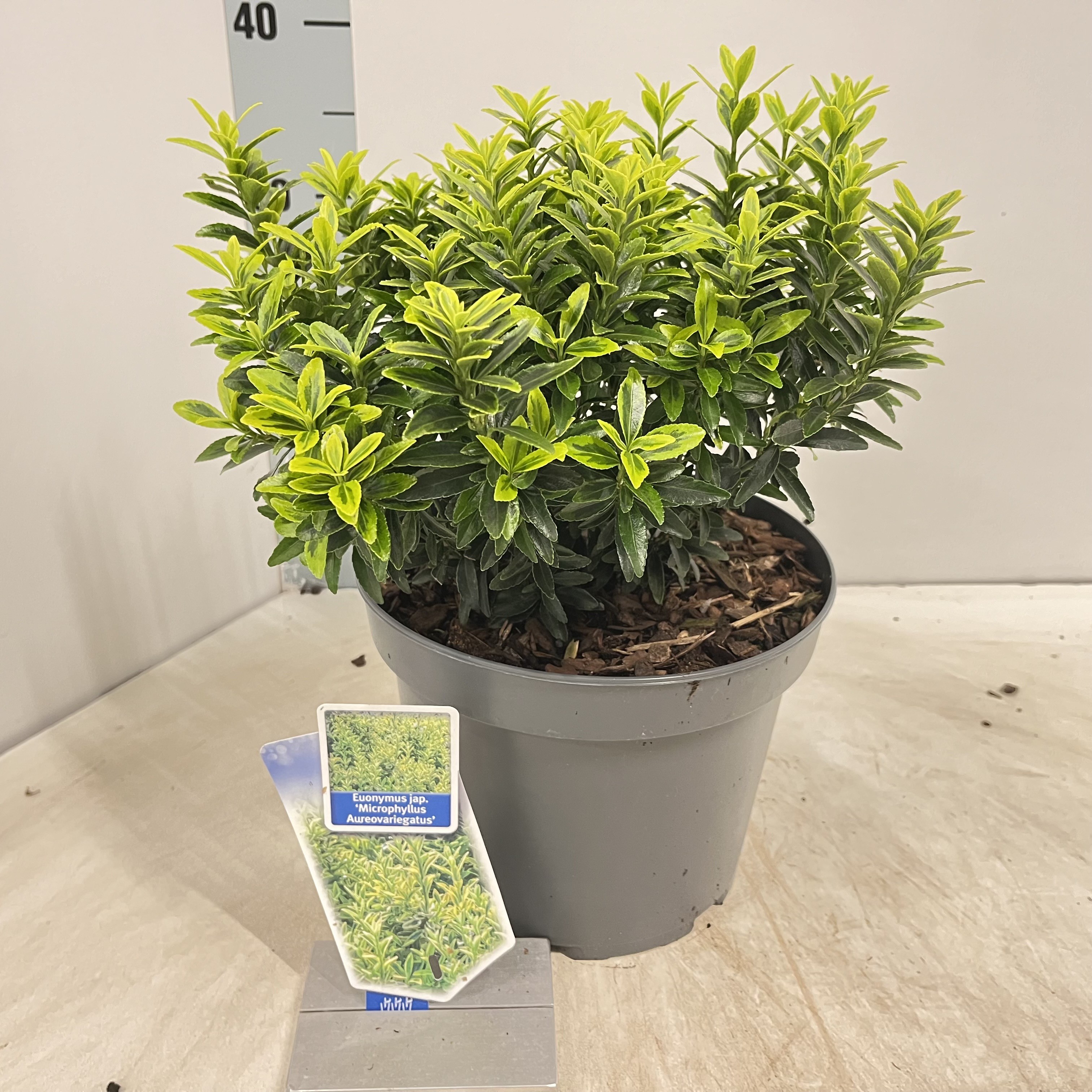 Picture of Euonymus jap. Micr. Aureovariegatus P23 (5 Ltr)