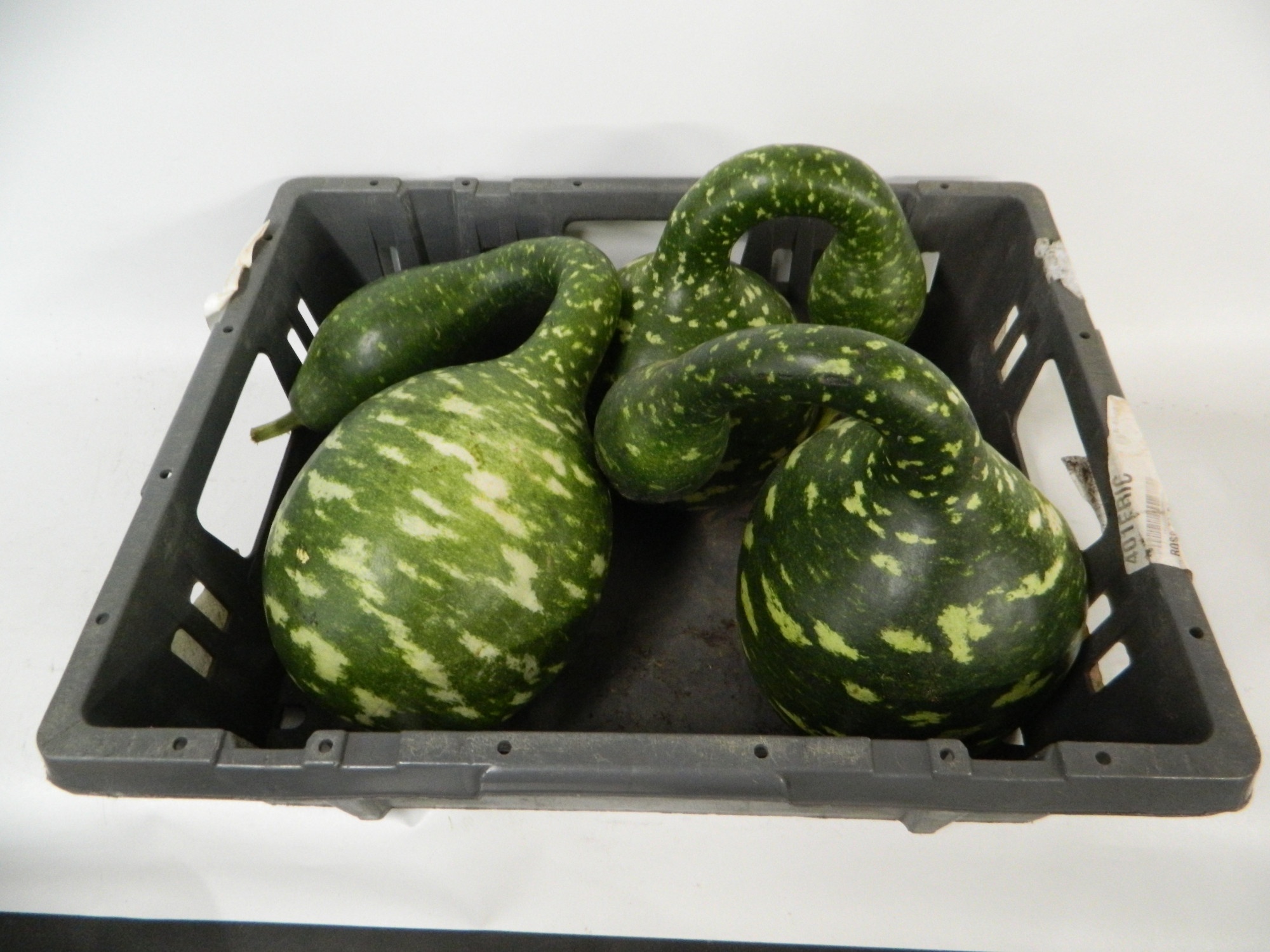 Cucurbita (kalebas)