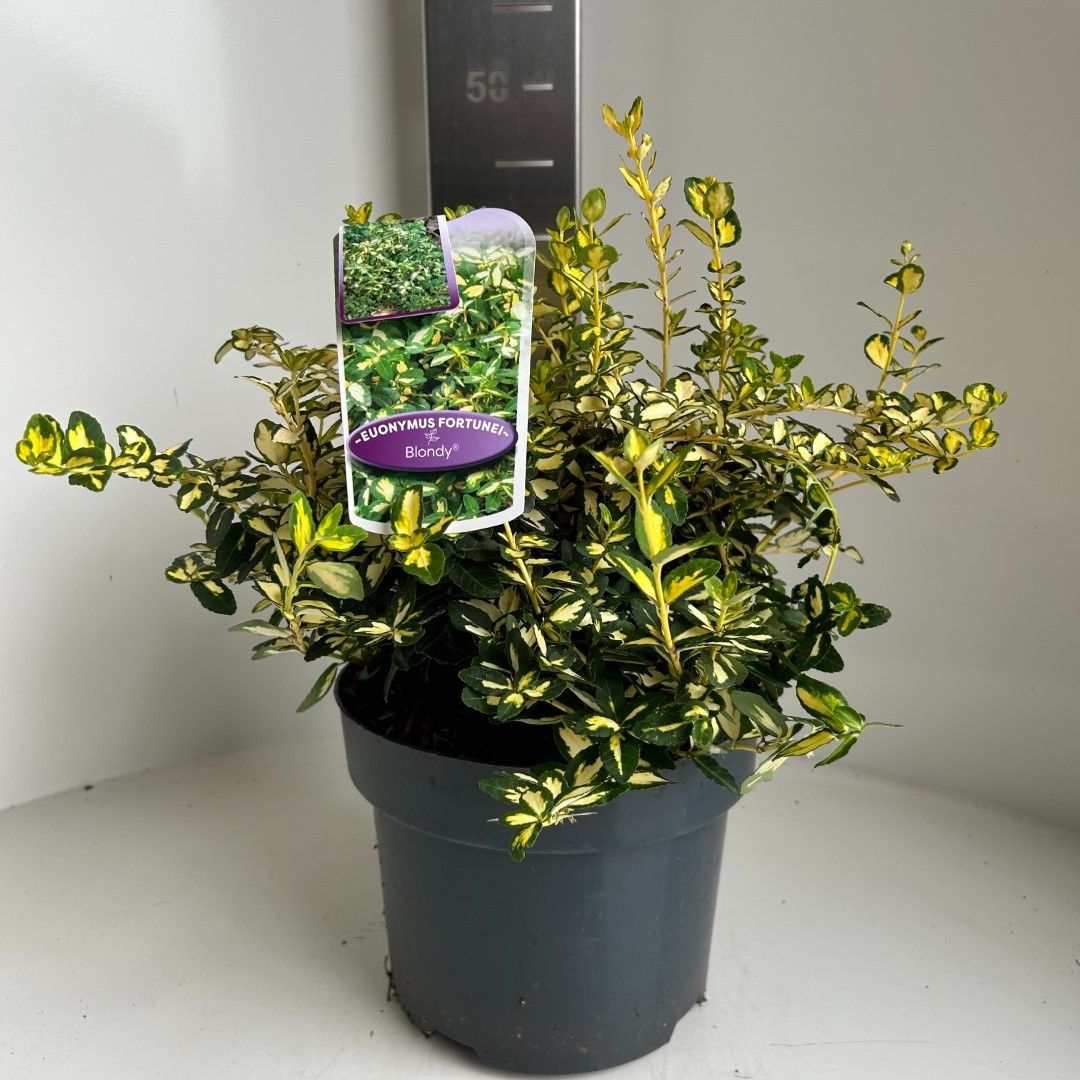 Picture of Euonymus fort. Blondy P23 (5 Ltr)