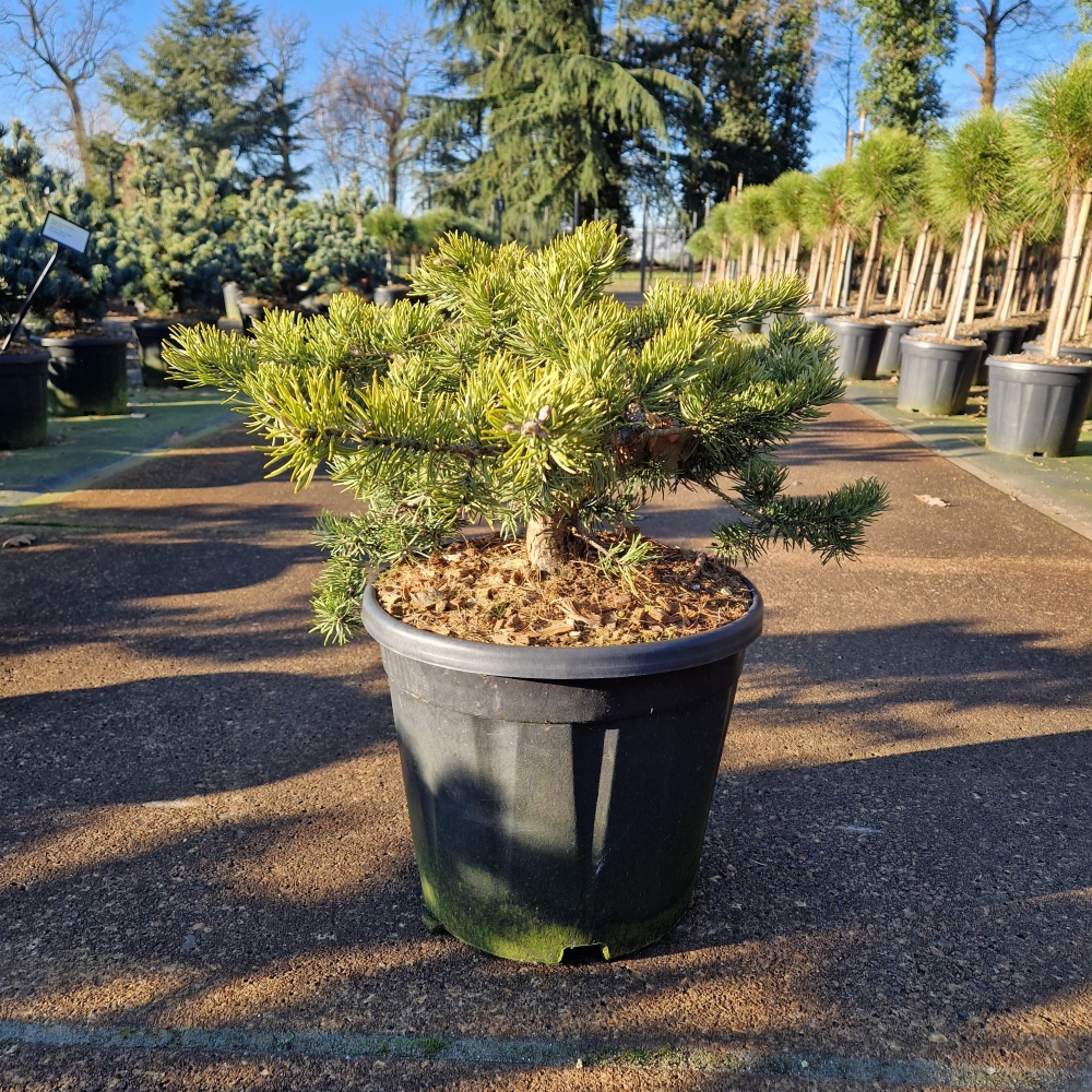 Picture of Pinus banksiana Velda C12 40/50