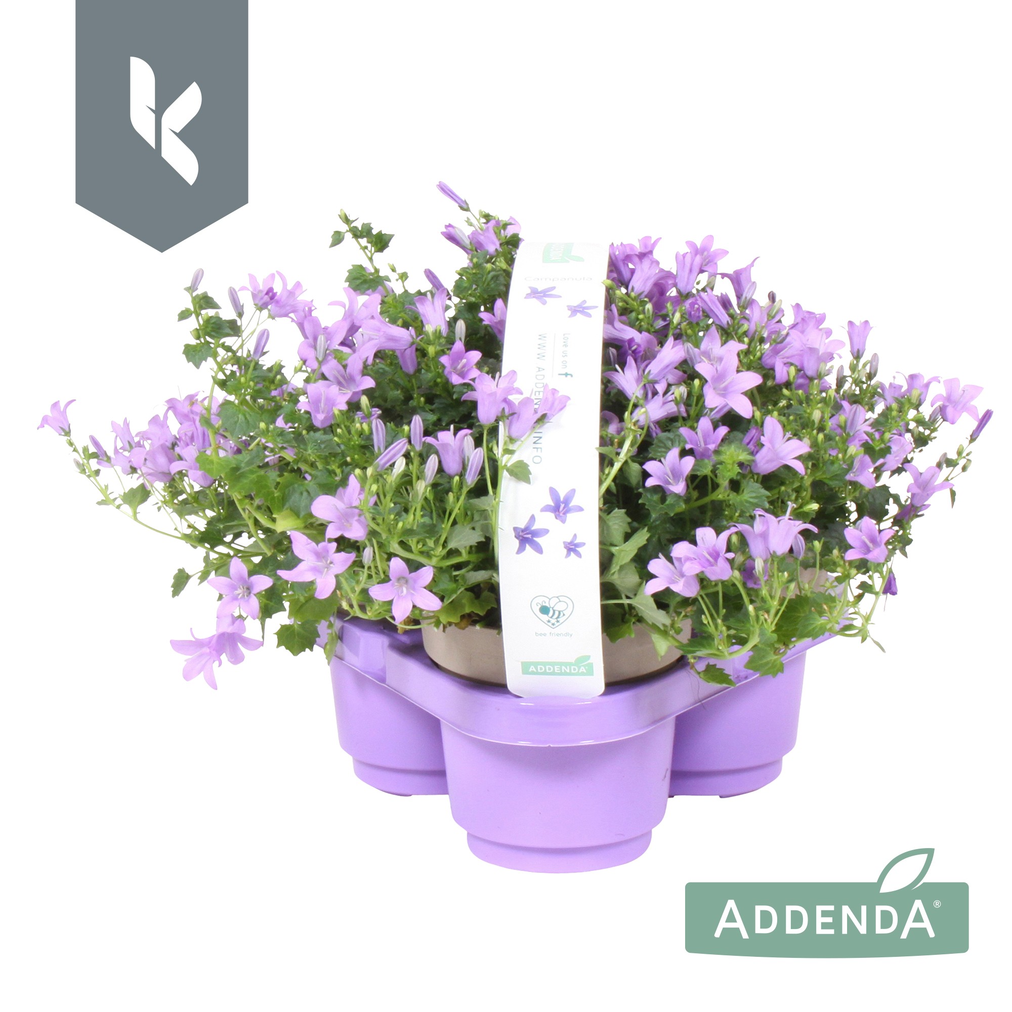 Picture of Campanula Ambella Lavender P10.5 3 packs (LOOSE)