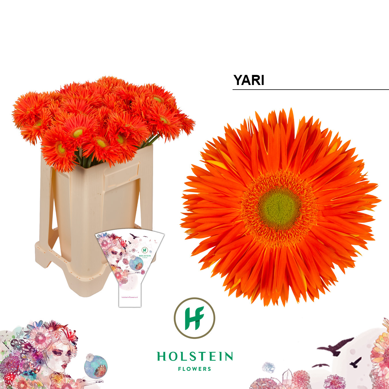 Ge Gs Yari+