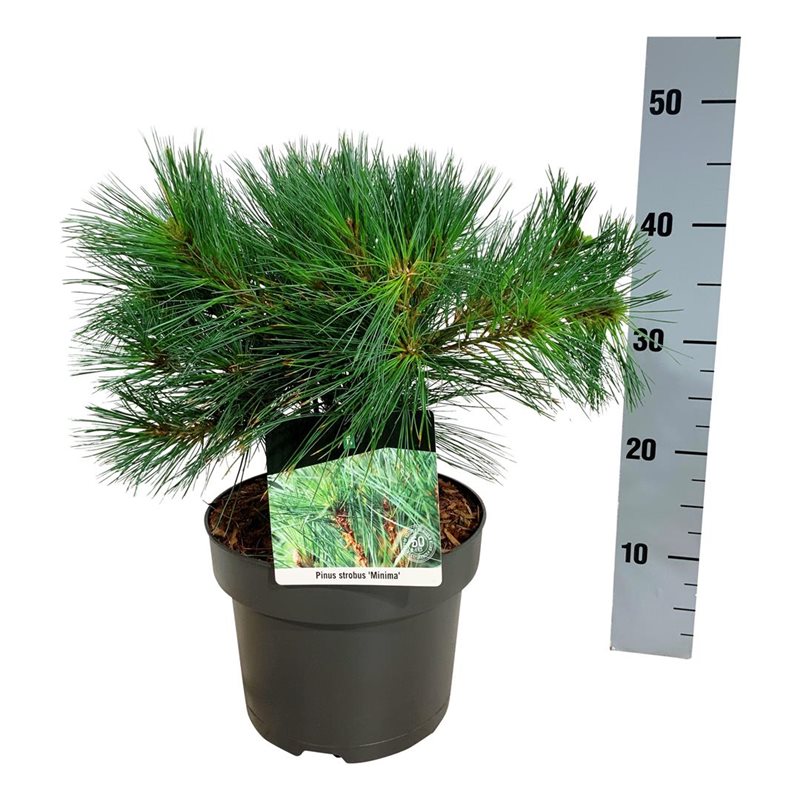 Picture of Pinus strobus 'Minima'