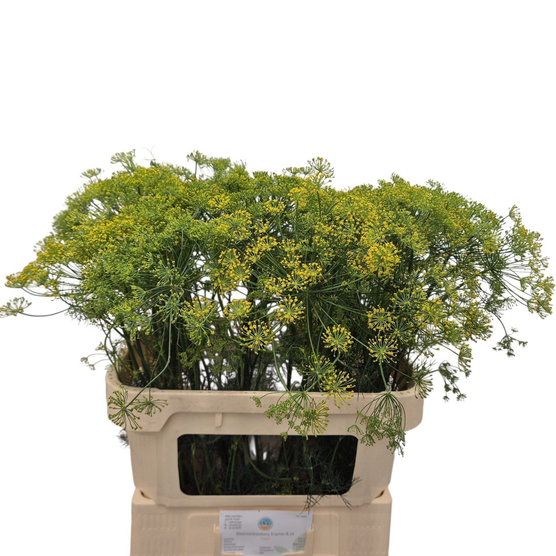 Anet Graveolens
