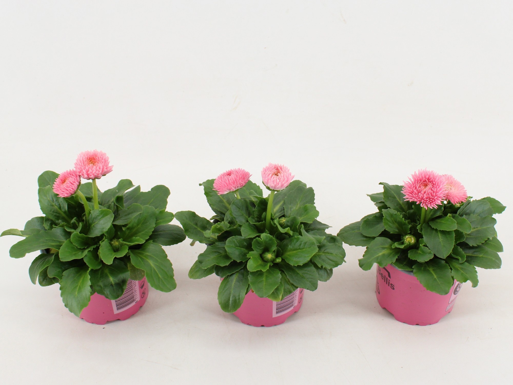 Bellis bellis Perennis Dubbel bloemig Roze
