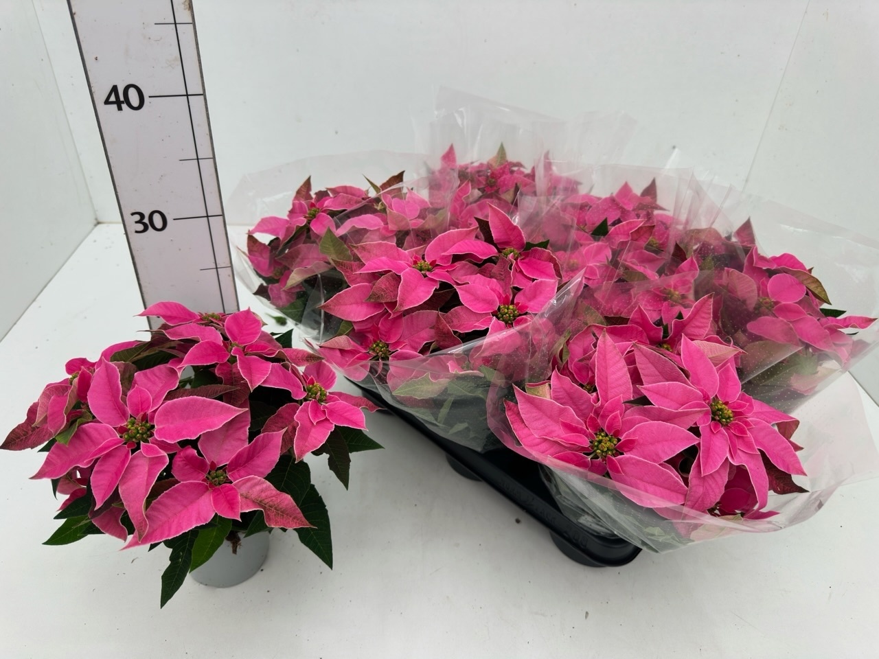 Euphor P Pri Ho Pink 11P 24H
