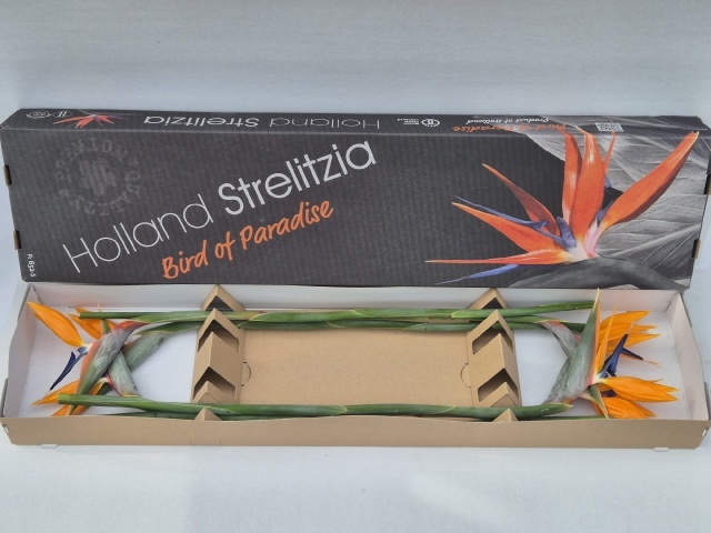 Strelitzia Flower 80cm