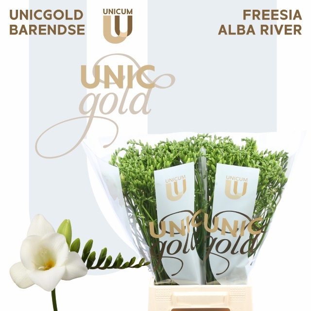 Freesia Single Alba River 50cm 22gram