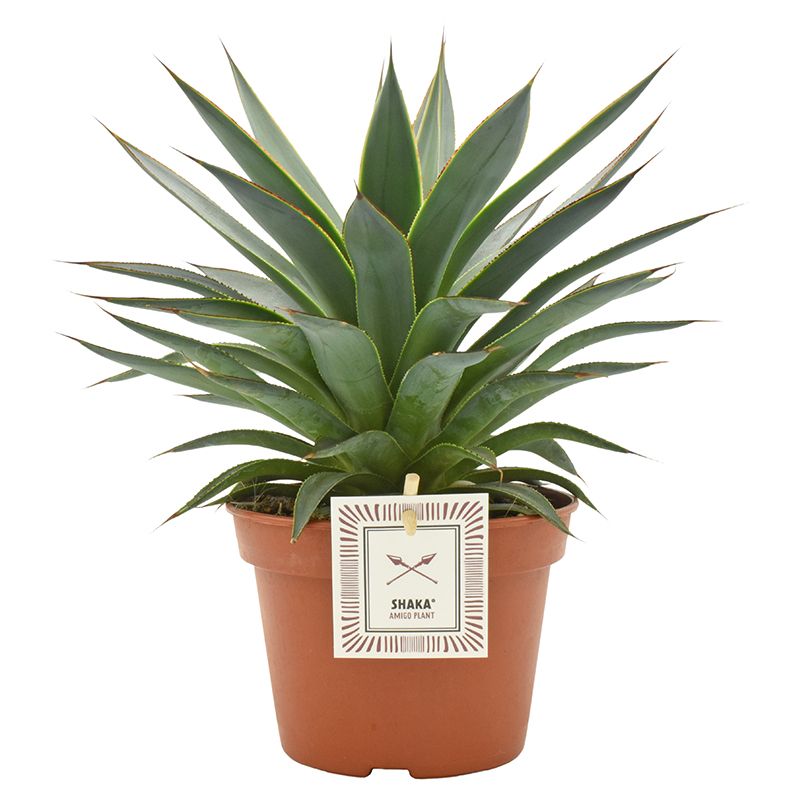 Agave 'Shaka Koko' | Hamiplant