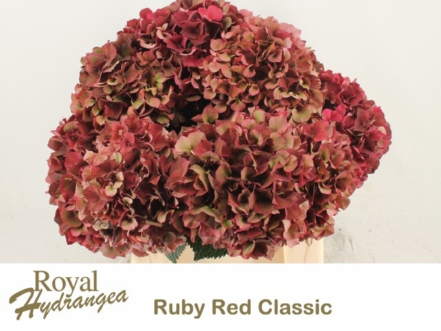 Hydrangea Ruby Red Classic 40cm 14Ø