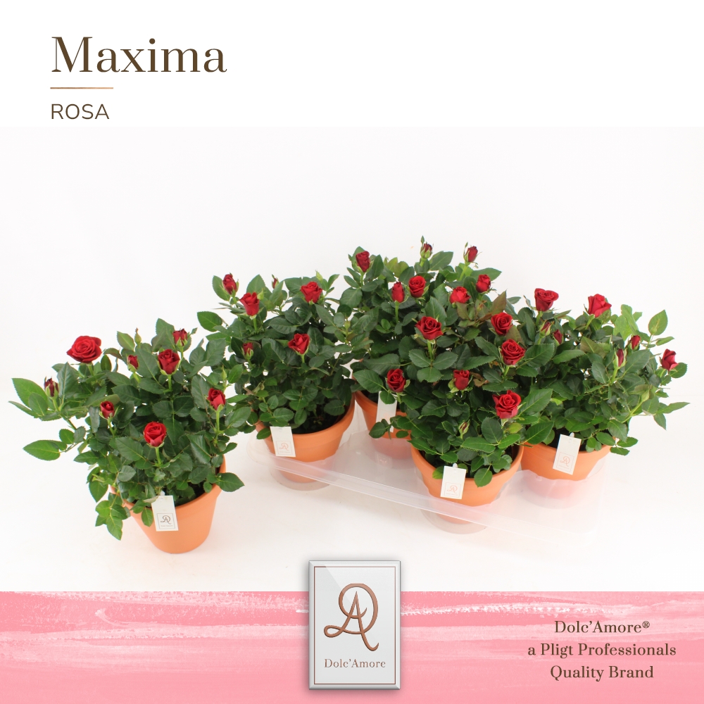 Picture of Rosa Red DolcAmore in Terracotta ceramic P14 32cm