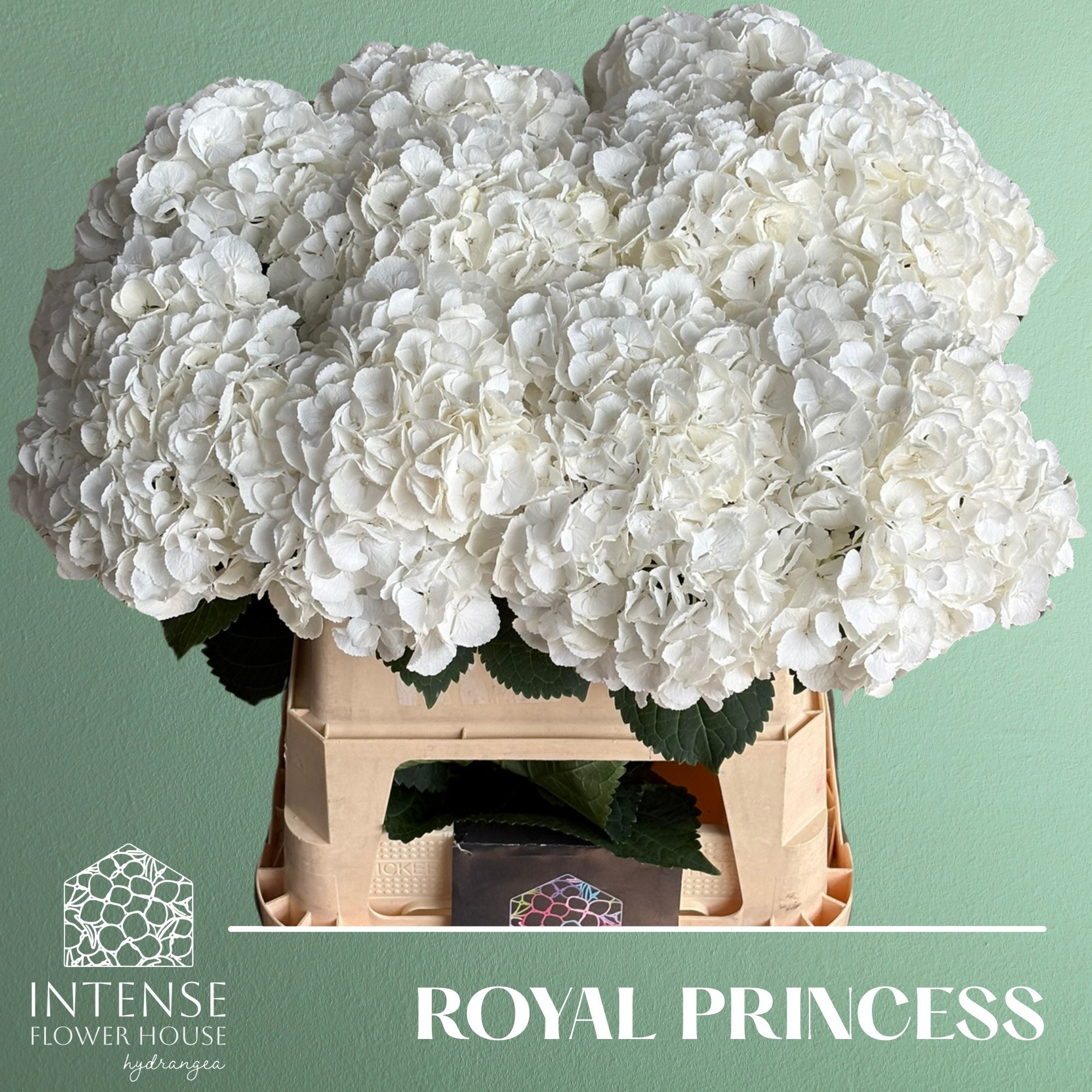 Hydr M Royal Princes