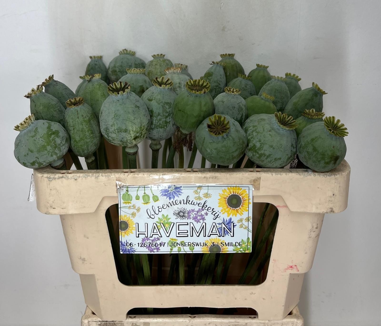 Papaver Somniferum Seed 50cm
