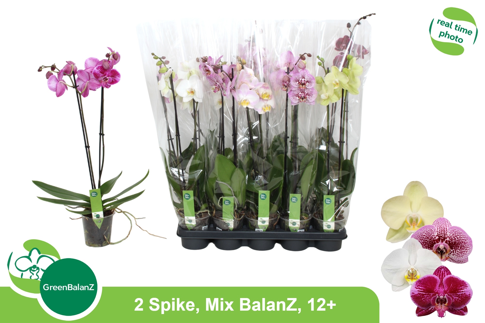Phalaenopsis Asst 12Ø 65cm