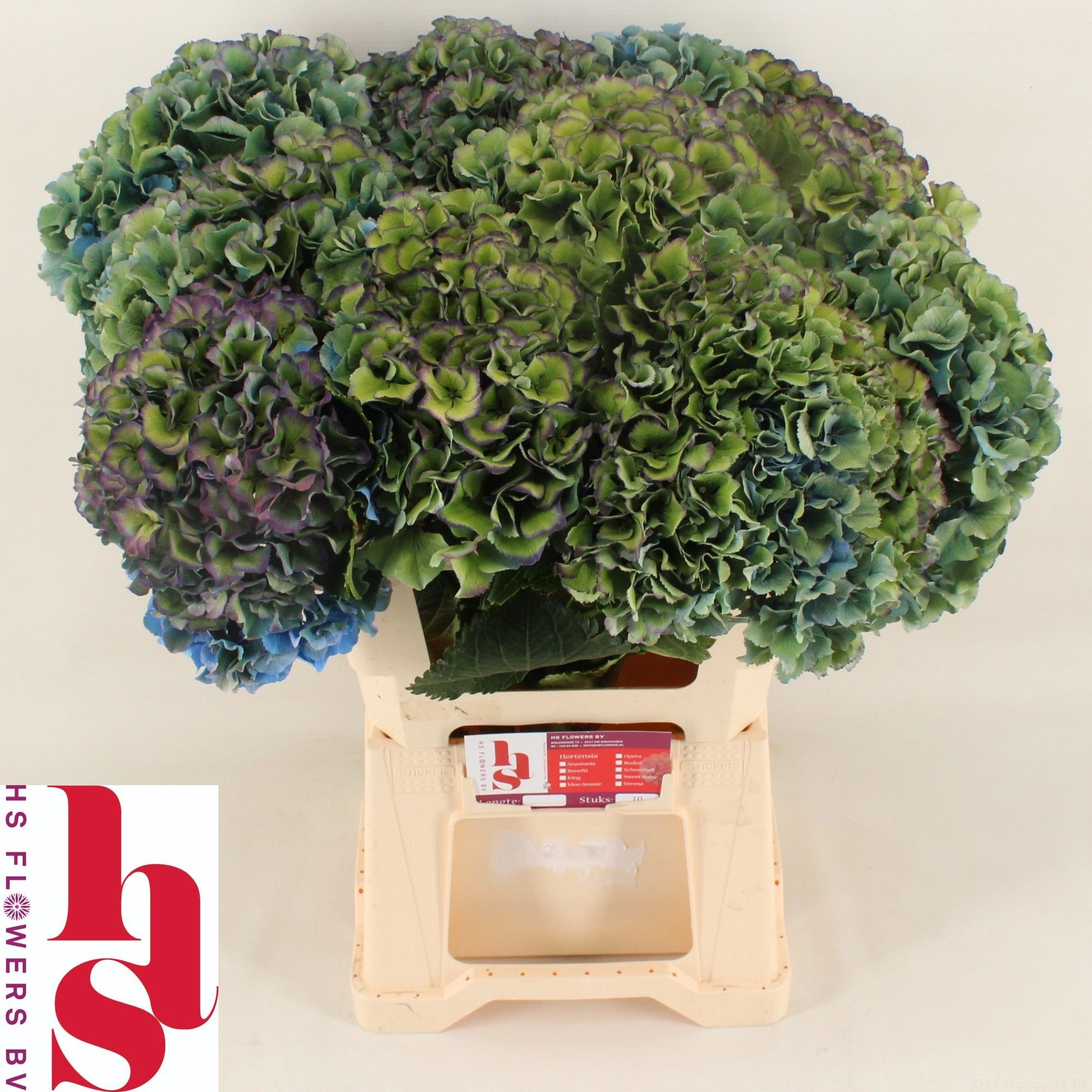 Hydrangea Royal Parade Classic 60cm 22Ø