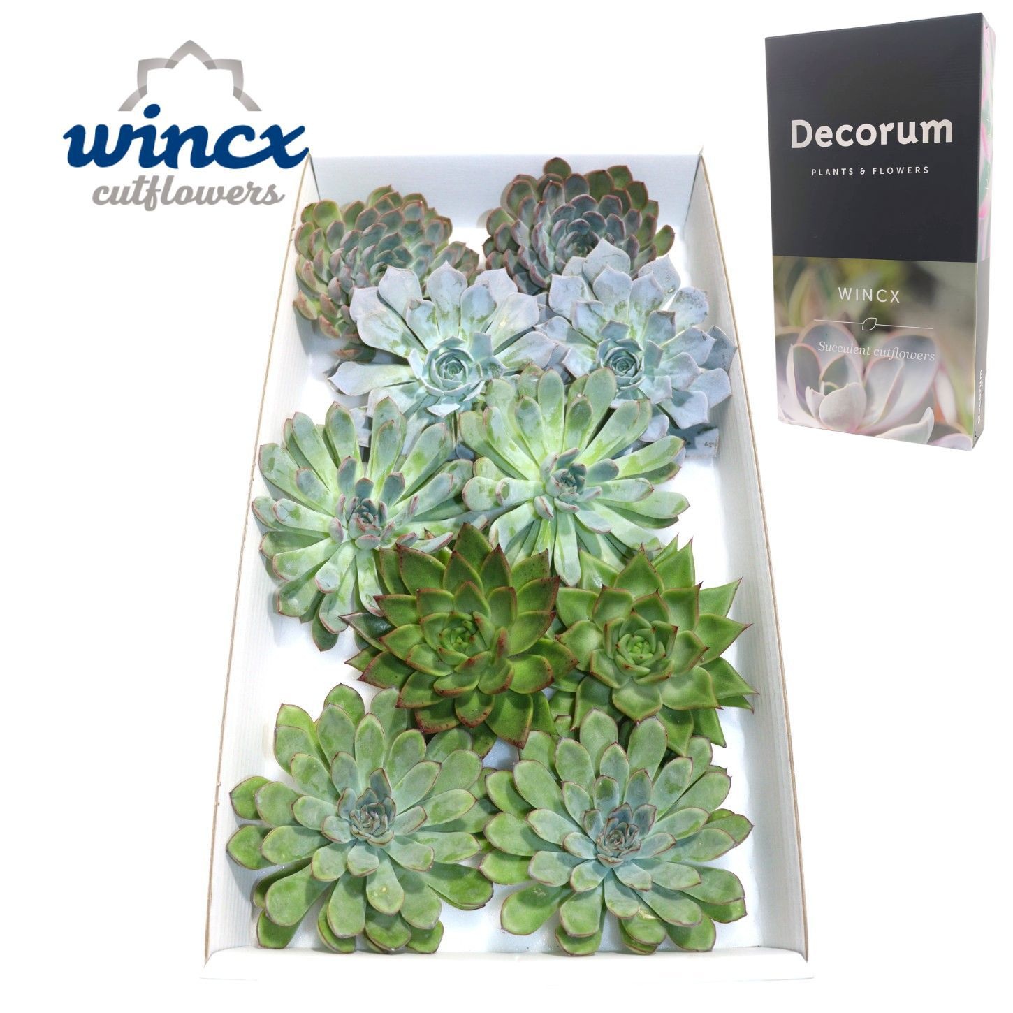 Echeveria Aqua Mix (wincx) Cutfl (5 Spcs)