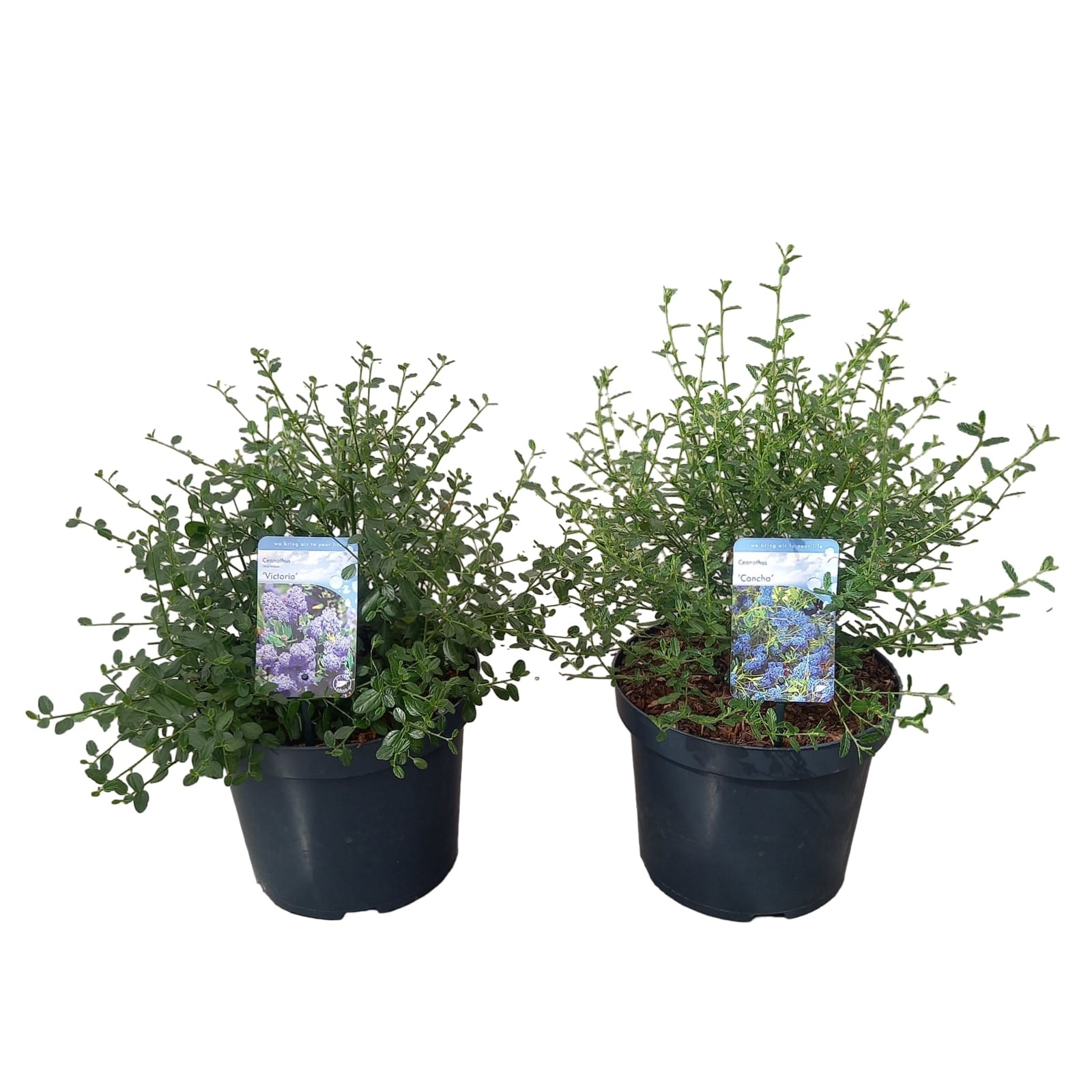 Ceanothus 'Mix'