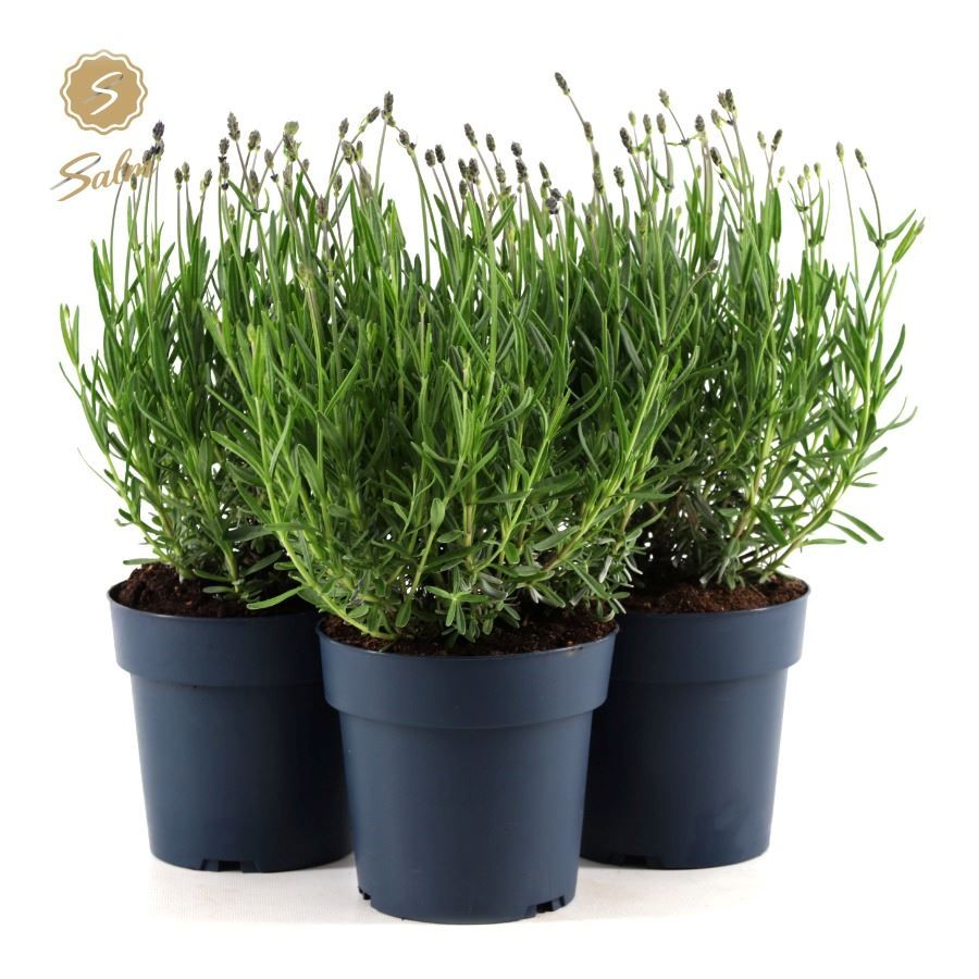 Picture of Lavandula ang. 'Felice Premium Provence'® P15
