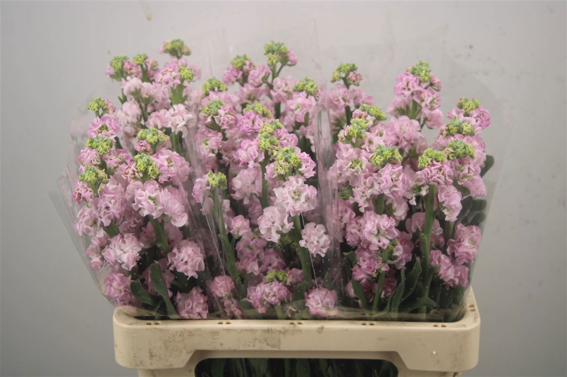 Matth Iron Cherry Bl