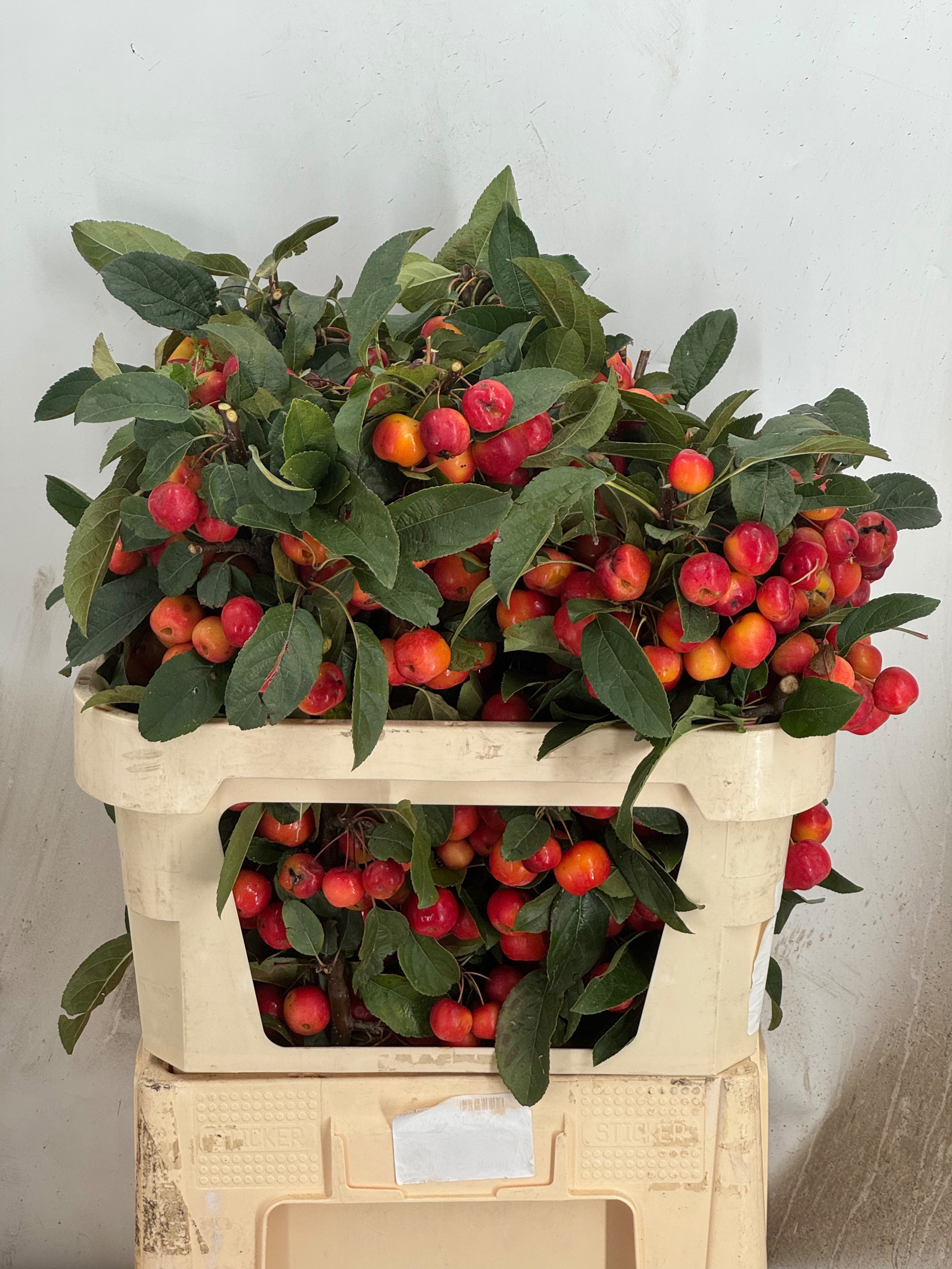 Malus Red Sentinel