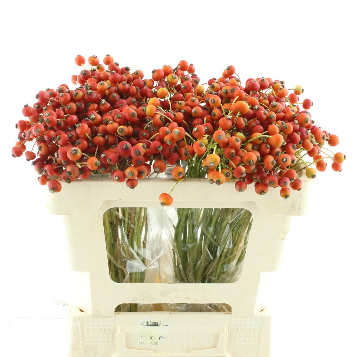 Rosehips Amazing Fantasy 50cm