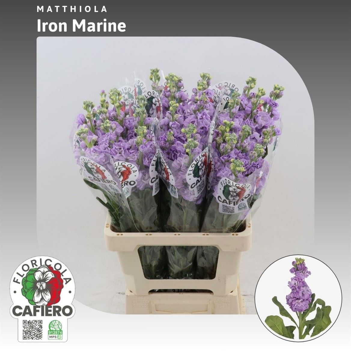 Matthiola Iron Marine 70cm
